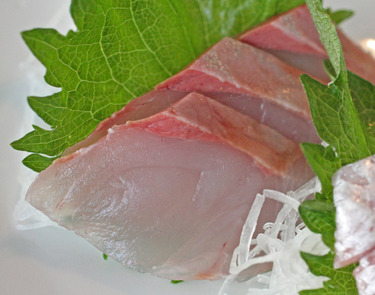 Kanpachi ~ Sashimi Specials ~ amberjack from Japan