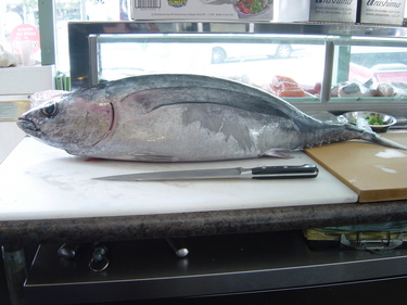 Shiro Maguro ~ in season white tuna from Oregon