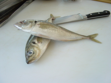 Aji ~ jack mackerel from Japan 