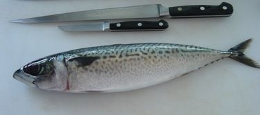 Goma Saba ~ spotted mackerel from Japan