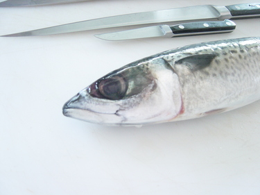 Goma Saba ~ spotted mackerel from Japan