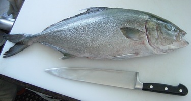 Kampachi ~ amberjack from Hawaii