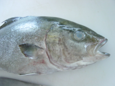 Kampachi ~ amberjack from Hawaii