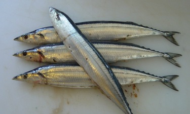 Sanma ~ saury pike from Japan