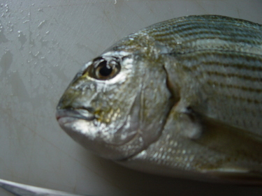 Hedai ~ porgy from Japan