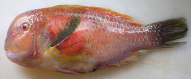 Hatodai ~ scarbreast taskfish from Japan