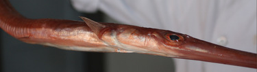 Aka Yagara ~ red cornetfish from Japan