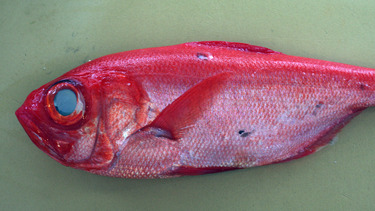 Kinmedai ~ golden eye snapper from Japan