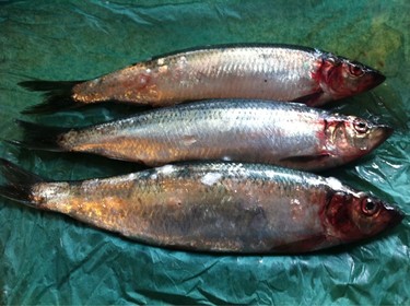 Nishin ~ herring from Japan