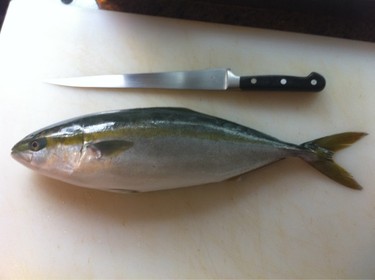 Yazu ~ young yellowtail from Japan