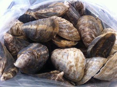 Shigoku Oysters ~ per piece; from Washington, served with daikon, scallions and ponzu sauce