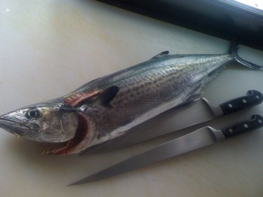 Sagoshi ~ king mackerel from Japan