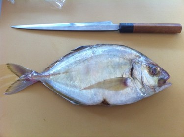 Kaiwari ~ white fin trevally from Japan