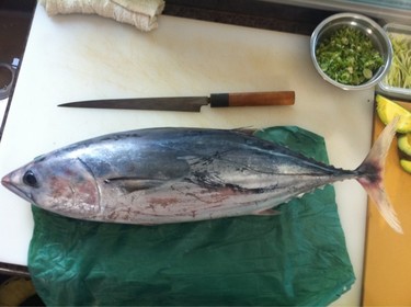 Katsuo ~ skipjack tuna from Japan