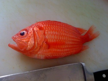 Ebisu Tai ~ ebis snapper from Japan