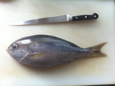 Aodai ~ blue seabream from Japan