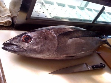 Local Albacore ~ local in-season white tuna from the west coast