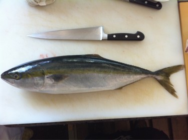 Warasa ~ young yellowtail from Japan