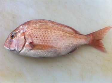 Kodai ~ young sea bream from Japan