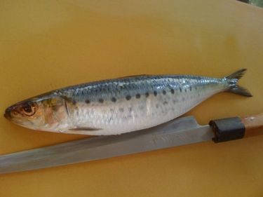 Japan Iwashi ~ fatty sardine from Japan