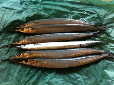 Sayori ~ halfbeak (needle fish) from Japan