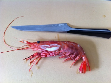 Amaebi ~ live raw spot prawn from British Colombia