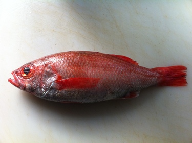 Akamutsu ~ yellow stripe ruby snapper from Japan