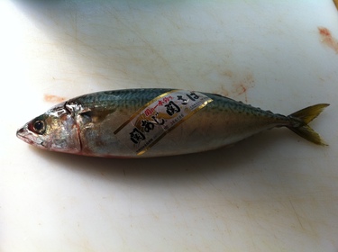 Seki Saba ~ mackerel from Japan