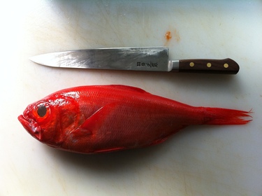 Ji Kinmedai ~ golden eye snapper from Japan