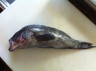 Kuro Suzuki ~ black bass from the east coast