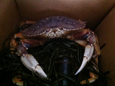 Live Dungeness Crab ~ live dungeness crab from the west coast