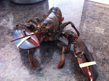 Live Lobster ~ live lobster from maine