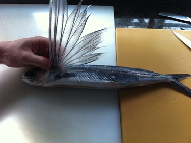 Tobiuo ~ flying fish from Japan