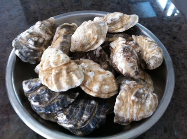 Kusshi Oysters ~ kusshi oysters from British Colombia