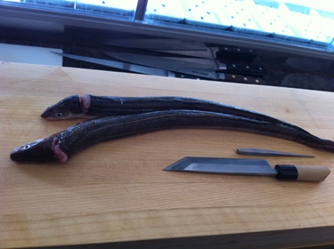 Nama Anago ~ fresh conger eel from Japan