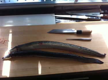 Ikejime Unagi ~ fresh water eel from Japan