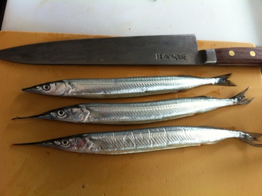 Sayori ~ halfbeak (needle fish) from Japan