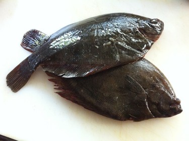 Makokarei ~ young flounder from Japan