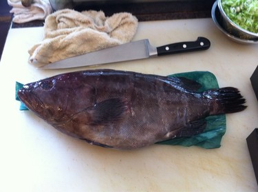 Ki Hata ~ grouper from Japan