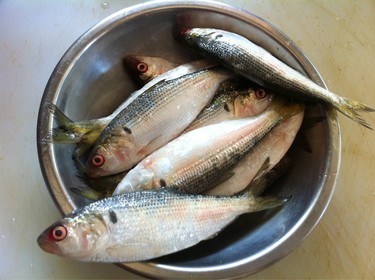 Kohada ~ gizzard shad from Japan