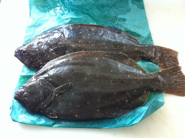 Meitakarei ~ young spotted flounder from Japan