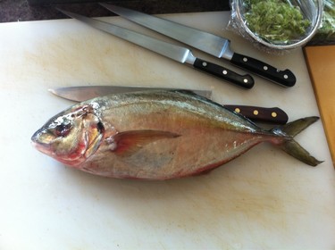 Shima Aji ~ stripe jack from Japan