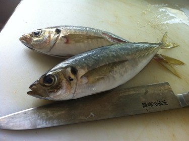 Tsuri Aji ~ jack mackerel from Japan