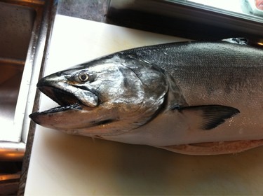 King Salmon ~ wild king salmon from the west coast