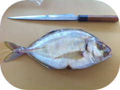 A beautiful Kaiwari about to be filleted for tonight.