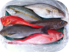 Want fresh fish you can't find most places outside of Japan? As fresh as it comes, packed on ice flown in this morn