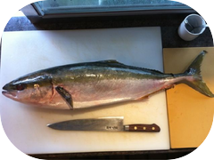 Just in! Wild Hamachi in from Japan! None if that farmed yellowtail here.