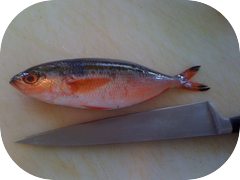 Anyone have any idea what this fish is or what family of fish it is from? Japanese name is Guruku
