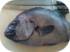 What is the english name for ishidai?this big fat fish is in the house