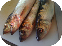 Nisshin (herring) just received these creature this morning from Tsukiji Tasty but too much work.